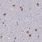 KIAA1324 Like antibody, PA5-60738, Invitrogen Antibodies, Immunohistochemistry frozen image 