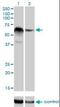 RNA-binding protein 5 antibody, orb89755, Biorbyt, Western Blot image 