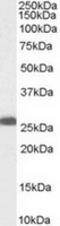 Membrane-associated progesterone receptor component 1 antibody, TA302569, Origene, Western Blot image 