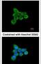 NADH:Ubiquinone Oxidoreductase Subunit AB1 antibody, PA5-22191, Invitrogen Antibodies, Immunofluorescence image 