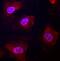 Notch Receptor 4 antibody, MAB3847, R&D Systems, Immunocytochemistry image 