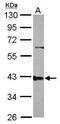 Protein Phosphatase 2 Phosphatase Activator antibody, GTX113525, GeneTex, Western Blot image 