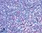 Atypical Chemokine Receptor 3 antibody, LS-A1893, Lifespan Biosciences, Immunohistochemistry frozen image 