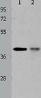 Tripartite Motif Containing 63 antibody, TA322134, Origene, Western Blot image 