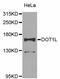 DOT1 Like Histone Lysine Methyltransferase antibody, MBS9128693, MyBioSource, Western Blot image 