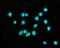Centromere Protein B antibody, A05140-1, Boster Biological Technology, Immunofluorescence image 
