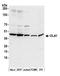 Obg Like ATPase 1 antibody, A305-460A, Bethyl Labs, Western Blot image 