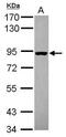 Protein transport protein Sec23B antibody, PA5-31589, Invitrogen Antibodies, Western Blot image 