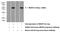 Mesoderm posterior protein 2 antibody, 21648-1-AP, Proteintech Group, Western Blot image 