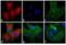 Rat IgG Isotype Control antibody, PA1-29949, Invitrogen Antibodies, Immunofluorescence image 