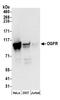 Opioid growth factor receptor antibody, A304-542A, Bethyl Labs, Western Blot image 