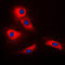 CRAF1 antibody, LS-C352959, Lifespan Biosciences, Immunofluorescence image 