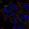 Odd-Skipped Related Transciption Factor 2 antibody, HPA063486, Atlas Antibodies, Immunofluorescence image 