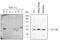 14-3-3 beta antibody, AF4724, R&D Systems, Western Blot image 