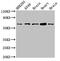 PX domain-containing protein kinase-like protein antibody, CSB-PA770363LA01HU, Cusabio, Western Blot image 