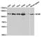 DNA replication licensing factor MCM6 antibody, TA327220, Origene, Western Blot image 