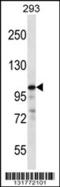 RAS P21 Protein Activator 1 antibody, 56-754, ProSci, Western Blot image 
