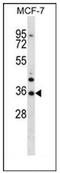 MORN Repeat Containing 3 antibody, AP52730PU-N, Origene, Western Blot image 