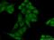 Regulation Of Nuclear Pre-MRNA Domain Containing 1B antibody, 24542-1-AP, Proteintech Group, Immunofluorescence image 