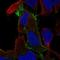 FYN Proto-Oncogene, Src Family Tyrosine Kinase antibody, HPA023887, Atlas Antibodies, Immunofluorescence image 
