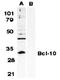 BCL10 Immune Signaling Adaptor antibody, orb74384, Biorbyt, Western Blot image 