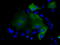 26S protease regulatory subunit 6A antibody, TA500931, Origene, Immunofluorescence image 