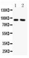 Solute Carrier Family 9 Member A1 antibody, LS-C344007, Lifespan Biosciences, Western Blot image 