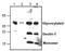 C-Type Lectin Domain Containing 7A antibody, NBP1-45514, Novus Biologicals, Western Blot image 