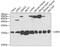 LSM4 Homolog, U6 Small Nuclear RNA And MRNA Degradation Associated antibody, GTX54350, GeneTex, Western Blot image 