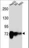 Cadherin 22 antibody, LS-C168609, Lifespan Biosciences, Western Blot image 
