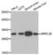 Mitochondrial Ribosomal Protein L28 antibody, abx004523, Abbexa, Western Blot image 