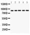 CD36 Molecule antibody, PB9371, Boster Biological Technology, Western Blot image 