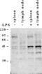 Caspase-4 antibody, ALX-804-507-C100, Enzo Life Sciences, Western Blot image 