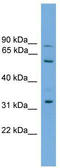 Phosphatidylserine Synthase 2 antibody, TA339560, Origene, Western Blot image 