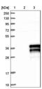 Zinc Finger AN1-Type Containing 5 antibody, NBP1-80609, Novus Biologicals, Western Blot image 