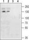 Metabotropic glutamate receptor 4 antibody, TA328832, Origene, Western Blot image 