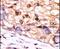 SCP1 antibody, PA5-15576, Invitrogen Antibodies, Immunohistochemistry paraffin image 