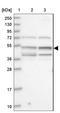 Ubiquitin Like Modifier Activating Enzyme 3 antibody, NBP1-83150, Novus Biologicals, Western Blot image 