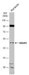 Neuromedin U Receptor 1 antibody, GTX115396, GeneTex, Western Blot image 