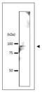 Mediator Complex Subunit 17 antibody, GTX64169, GeneTex, Western Blot image 