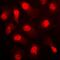 Protein Kinase AMP-Activated Catalytic Subunit Alpha 1 antibody, orb216180, Biorbyt, Immunofluorescence image 