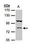 Calcium-binding and coiled-coil domain-containing protein 1 antibody, GTX105118, GeneTex, Western Blot image 