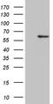 Zinc Finger Protein 454 antibody, TA810949S, Origene, Western Blot image 