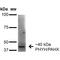 Phytanoyl-CoA 2-Hydroxylase antibody, MA5-27669, Invitrogen Antibodies, Western Blot image 
