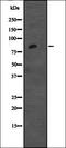 Cadherin-12 antibody, orb335110, Biorbyt, Western Blot image 
