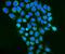 Rea antibody, A03315-3, Boster Biological Technology, Immunofluorescence image 