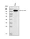 Solute Carrier Family 4 Member 1 (Diego Blood Group) antibody, M01146-1, Boster Biological Technology, Western Blot image 
