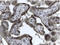 EvC Ciliary Complex Subunit 2 antibody, AP33367PU-N, Origene, Immunohistochemistry paraffin image 