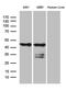 Small ArfGAP2 antibody, MA5-27417, Invitrogen Antibodies, Western Blot image 