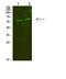 Complement C8 Alpha Chain antibody, A05720, Boster Biological Technology, Western Blot image 